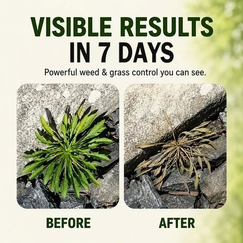 🔥🔥🔥2026 SALE - Fast-ActingNatural Weed & Grass KillerSpray